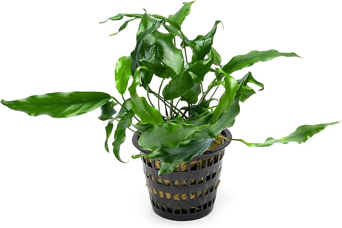 SubstrateSource Anubias Live Aquarium Plants - Potted Freshwater Plant for Fish Tanks, Terrariums - Beginner Friendly Low Light (Minima, Mother Plant)