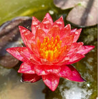 Mainam Red Nymphaea Wanvisa Live Aquarium Plant Hardy Water Lilies Tuber for Freshwater Fish Pond Balcony