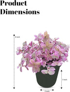 Callisia Rosato Pink Fairy Lady [Winter Thermal Packaging Included] Plant | Vibrant Indoor Plant with Striking Pink Foliage | Ideal for Home Decor and Small Spaces Houseplants Live Indoor House Plant