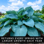 Blue Halcyon Hosta Live Starter Plant | Hardy Shade Loving Perennial | Blue Green Foliage Hosta for Garden Beds, Borders & Containers (1 Plant)