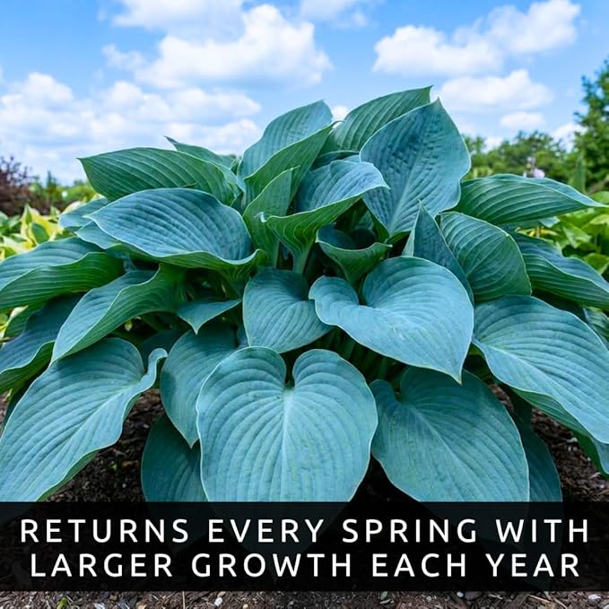 Blue Halcyon Hosta Live Starter Plant | Hardy Shade Loving Perennial | Blue Green Foliage Hosta for Garden Beds, Borders & Containers (3 Plants)