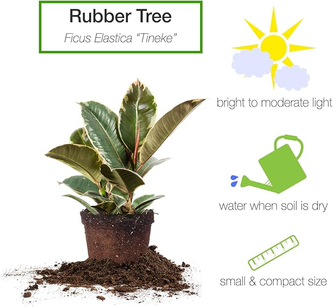 Perfect Plants Variegated Rubber Plant | Ficus Elastica 'Tineke' | Live Indoor Houseplant | Unique Home Décor, 6in. Grower's Pot