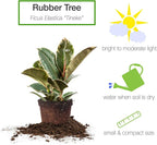 Perfect Plants Variegated Rubber Plant | Ficus Elastica 'Tineke' | Live Indoor Houseplant | Unique Home Décor, 6in. Grower's Pot