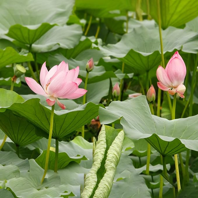 Doter Aquatic Soil for Plants - 11LBS, Clay Aquarium Soil Suitable for Small Ponds & Water Plants Like Lotus & Water Lily, Safe for Fish & Aquatic Life