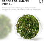 Ultum Nature Systems Live Tissue Culture - Purple Bacopa (Bacopa salzmannii) - Moderate - Moderate to High Light - Purple and Violet Accent - Midground - 100% Snail Free Grown in-Vitro - Regular Cup