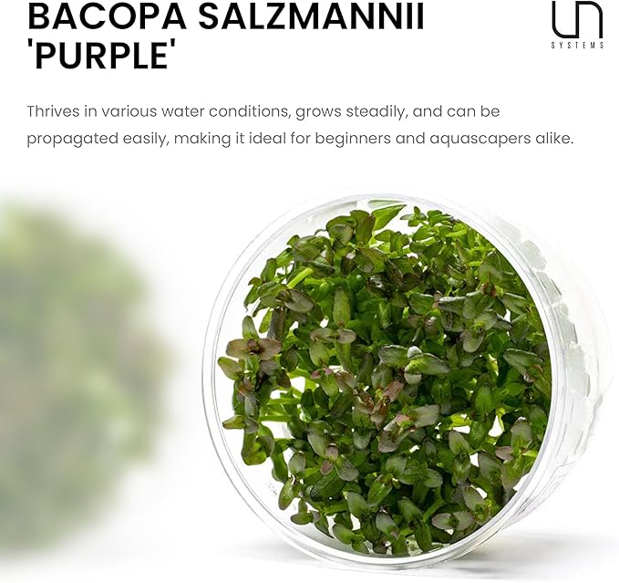 Ultum Nature Systems Live Tissue Culture - Purple Bacopa (Bacopa salzmannii) - Moderate - Moderate to High Light - Purple and Violet Accent - Midground - 100% Snail Free Grown in-Vitro - Regular Cup
