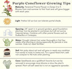 Clovers Garden Purple Coneflower (Echinacea Purpurea) Plants – Two (2) Live Plants – Non-GMO - Not Seeds - Each 4" to 8" Tall – in 4" Inch Pots – Hardy Flowering Perennial, Pollinator Favorite