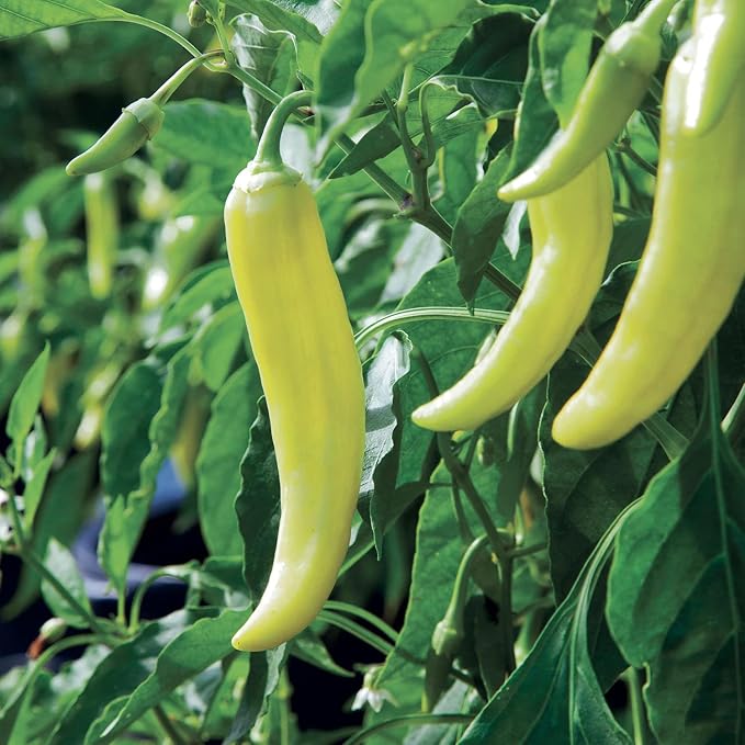 Bonnie Plants Hot Banana Pepper 19.3 oz. 4-pack, Yellow