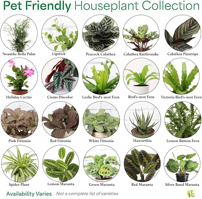 Thorsen's Greenhouse Live Pet Safe Houseplants (3 Pack), Easy to Grow, Pet Friendly & Non-Toxic, Grower's Choice Bundle, 4-inch Diameter Established Plants, Nursery Pot (3-Pack)