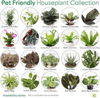 Thorsen's Greenhouse Live Pet Safe Houseplants (3 Pack), Easy to Grow, Pet Friendly & Non-Toxic, Grower's Choice Bundle, 4-inch Diameter Established Plants, Coffee Ruffled Pot (3-Pack)