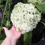 Brighter Blooms - Annabelle Hydrangea Shrub, 2 Gallon - No Shipping to AZ