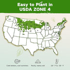 Lush&Dew Year-Round USDA Zone 4 Seed Bank, 32 Varieties Non-GMO Heirloom Seeds of Vegetables, Herbs, Gardening Gifts for Women Men, Emergency Survival Kit for Raised Garden Bed, Greenhouse