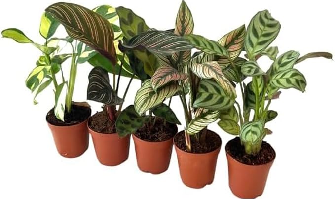 Calathea Assorted Starter Pack - Calathea Live Plants 5 Pack in 2 inch Pot- Pet Safe Air Purifying Indoor House Plants Flowers for Home Office Wedding Decor & Birthday Gift (Heat Pack Included)