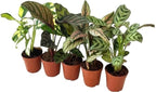 Calathea Assorted Starter Pack - Calathea Live Plants 5 Pack in 2 inch Pot- Pet Safe Air Purifying Indoor House Plants Flowers for Home Office Wedding Decor & Birthday Gift (Heat Pack Included)