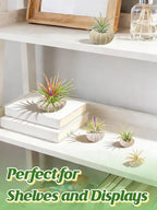 5 Pack Mini Sea Urchin Shell Air Plant Holders- 5 Styles Decorative Hanging Air Plant Pot, Tillandsia Succulent Display Container for Home Gardening Gifts Garden Beach Theme Party Decors, No Plants