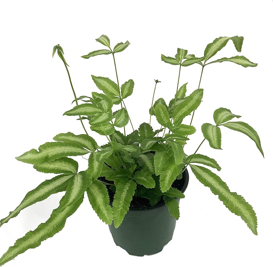 Exotic Fern Assortment - 5 Live Plants in 4 Inch Pots - Rare and Exotic Ferns from Florida - Growers Choice Based On Health, Beauty and Availability - Beautiful Clean Air Indoor Outdoor Ferns