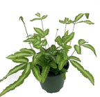 Exotic Fern Assortment - 5 Live Plants in 4 Inch Pots - Rare and Exotic Ferns from Florida - Growers Choice Based On Health, Beauty and Availability - Beautiful Clean Air Indoor Outdoor Ferns