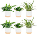 Costa Farms Pothos Live Plants (6-Pack), Devil's Ivy Assorted Varieties in Decorative Plant Pots, Easy Care Air Purifying Indoor Houseplants, Home or Office Decor, Housewarming Gift Set
