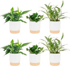 Costa Farms Pothos Live Plants (6-Pack), Devil's Ivy Assorted Varieties in Decorative Plant Pots, Easy Care Air Purifying Indoor Houseplants, Home or Office Decor, Housewarming Gift Set
