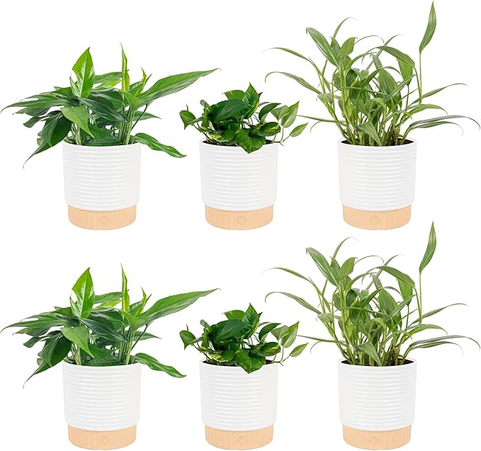 Costa Farms Pothos Live Plants (6-Pack), Devil's Ivy Assorted Varieties in Decorative Plant Pots, Easy Care Air Purifying Indoor Houseplants, Home or Office Decor, Housewarming Gift Set
