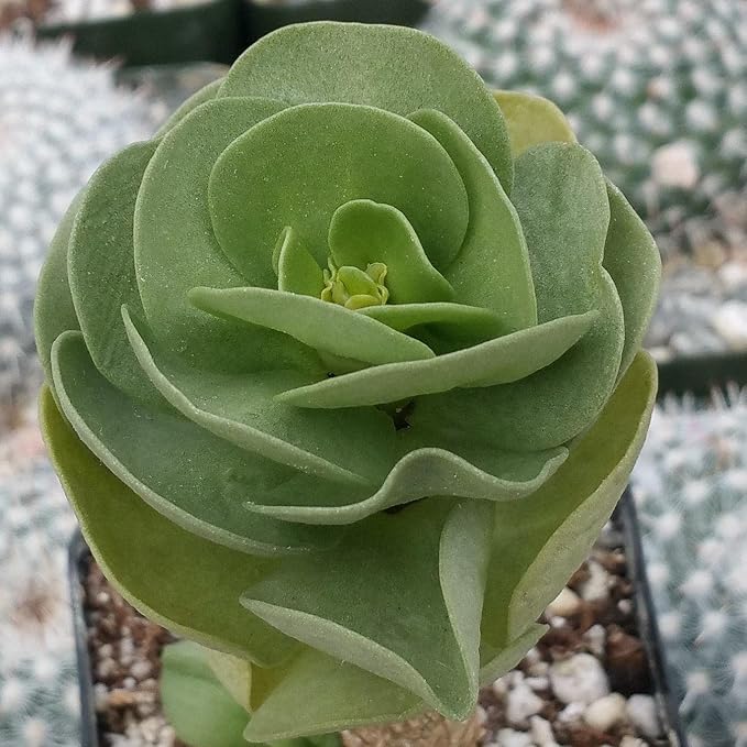 Planet Desert Portulaca molokiniensis Cacti Cactus Succulent Real Live Plant