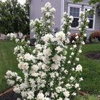 2 Minnesota Snowflake Mock Orange Shrubs - 10-16" Tall Live Plants - Fragrant White Landscape Mockorange Bushes - Philadelphus x virginalis 'Minnesota Snowflake' - (2 Pack)