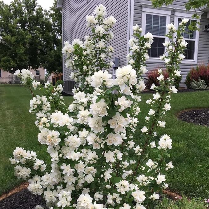 2 Minnesota Snowflake Mock Orange Shrubs - 10-16" Tall Live Plants - Fragrant White Landscape Mockorange Bushes - Philadelphus x virginalis 'Minnesota Snowflake' - (2 Pack)