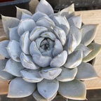 Live Succulents Echeveria Snow Bunny (4-inch), Succulent Plants Fully Rooted in Pots with Soil, Easy-Care House Plant for DIY, Home Office Decor, Wedding Party Favor