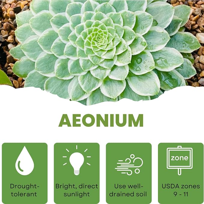 Easy Care Aeonium Plant Live 4” Pot, Rare Succulents Plants Live, Well Rooted, Easy Care House Plants (Green with White)