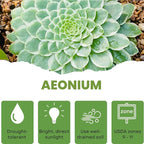 Easy Care Aeonium Plant Live 4” Pot, Rare Succulents Plants Live, Well Rooted, Easy Care House Plants (Green with White)