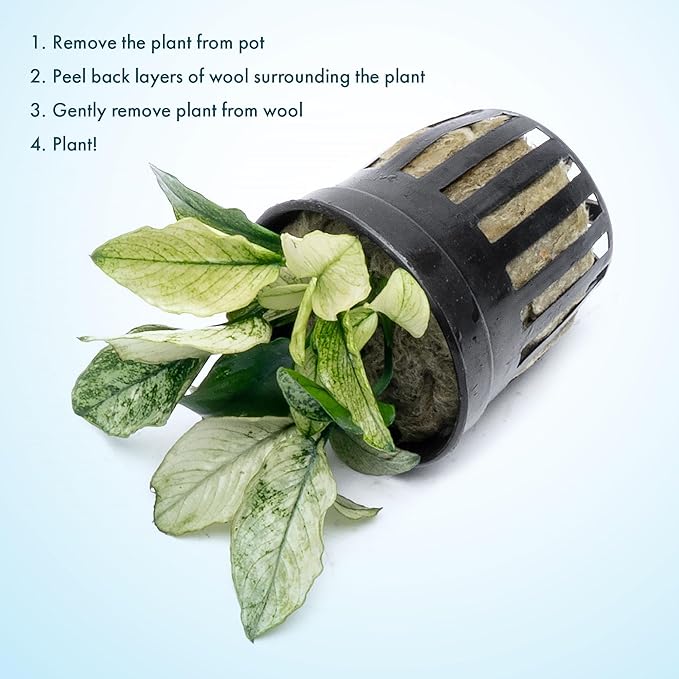 SubstrateSource Anubias Live Aquarium Plants - Potted Freshwater Plant for Fish Tanks, Terrariums - Beginner Friendly Low Light (Nana Pinto, 1 Pot)