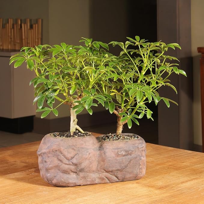 Brussel's Live Hawaiian Umbrella Indoor Bonsai Tree in Rock Pot (2 Pack) - 5 Years Old; 5" to 8" Tall