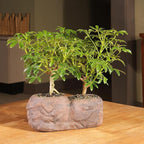 Brussel's Live Hawaiian Umbrella Indoor Bonsai Tree in Rock Pot (2 Pack) - 5 Years Old; 5" to 8" Tall