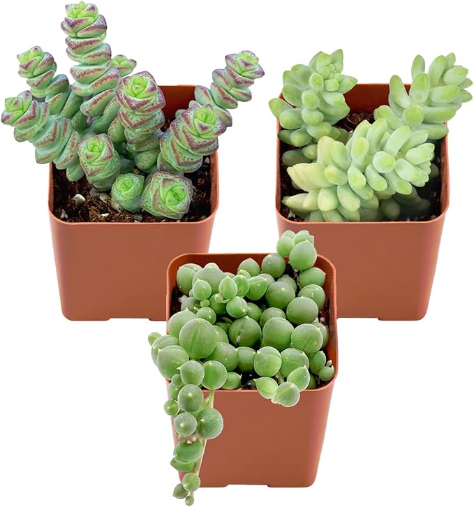 Succulent Plants (3 Pack), Live Succulents Fully Rooted in 2" Grower Pots, Unique Potted House Plant for DIY, Home Decor, Wedding Party Favor (Trailing Varieties)