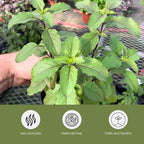 Tulsi Krishna Holy Basil Plants Live - Rare Live Basil Plant - Ocimum Sanctum - Purple Tulsi - Non GMO - Garden Indoor & Outdoor (1)