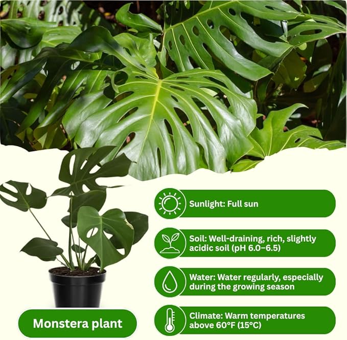 Monstera Plant Live, Monstera Fully Rooted 4-7'' Tall, No Pot, Easy-Care, Fast-Growing Indoor Houseplant (Deliciosa Swiss Cheese)