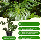Monstera Plant Live, Monstera Fully Rooted 4-7'' Tall, No Pot, Easy-Care, Fast-Growing Indoor Houseplant (Deliciosa Swiss Cheese)