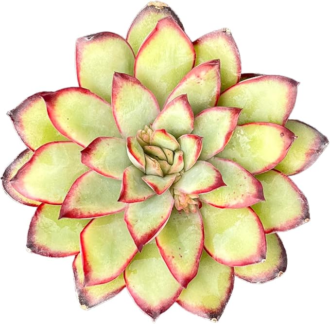 Live Succulent Echeveria 'Mexican pulidonis', 2 Inch Fully Rooted Potted Plant, Easy Care & Drought Tolerant, Indoor Houseplant for Home Decor
