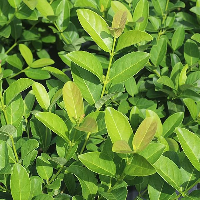 Perfect Plants Sweet Viburnum Shrub 3 Gallon | Live Shrubs for Outdoor Planting | Fast Growing Privacy Hedge | Fully Loaded Flowers Filled with Fragrance