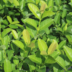 Perfect Plants Sweet Viburnum Shrub 3 Gallon | Live Shrubs for Outdoor Planting | Fast Growing Privacy Hedge | Fully Loaded Flowers Filled with Fragrance
