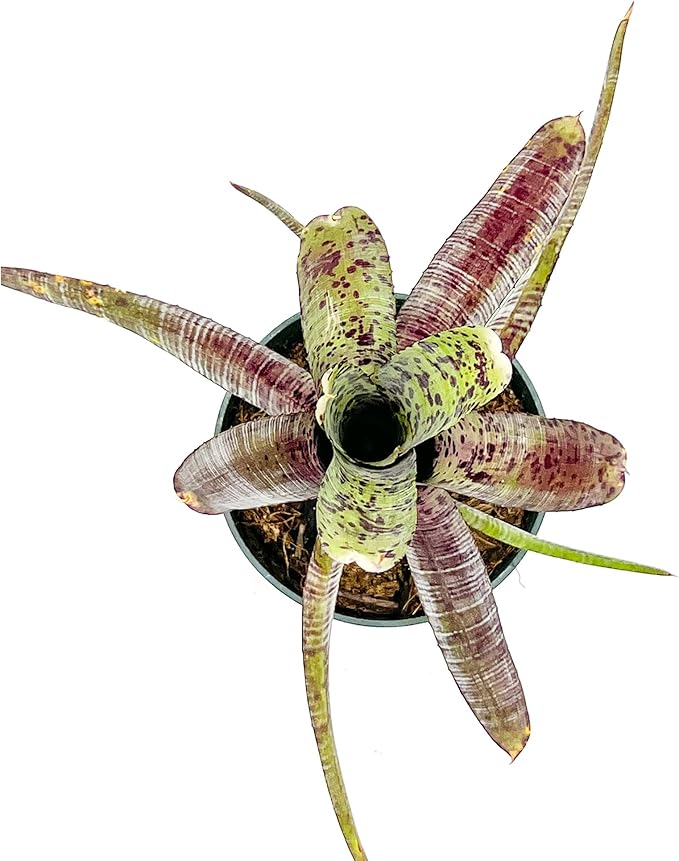 ragnaroc Live Plants – Bromeliad Neoregelia Pauciflora, 4-8" in 4" Pot - 1ct - Live Arrival Guaranteed - House Plants for Home Decor & Gift