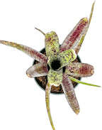 ragnaroc Live Plants – Bromeliad Neoregelia Pauciflora, 4-8" in 4" Pot - 1ct - Live Arrival Guaranteed - House Plants for Home Decor & Gift