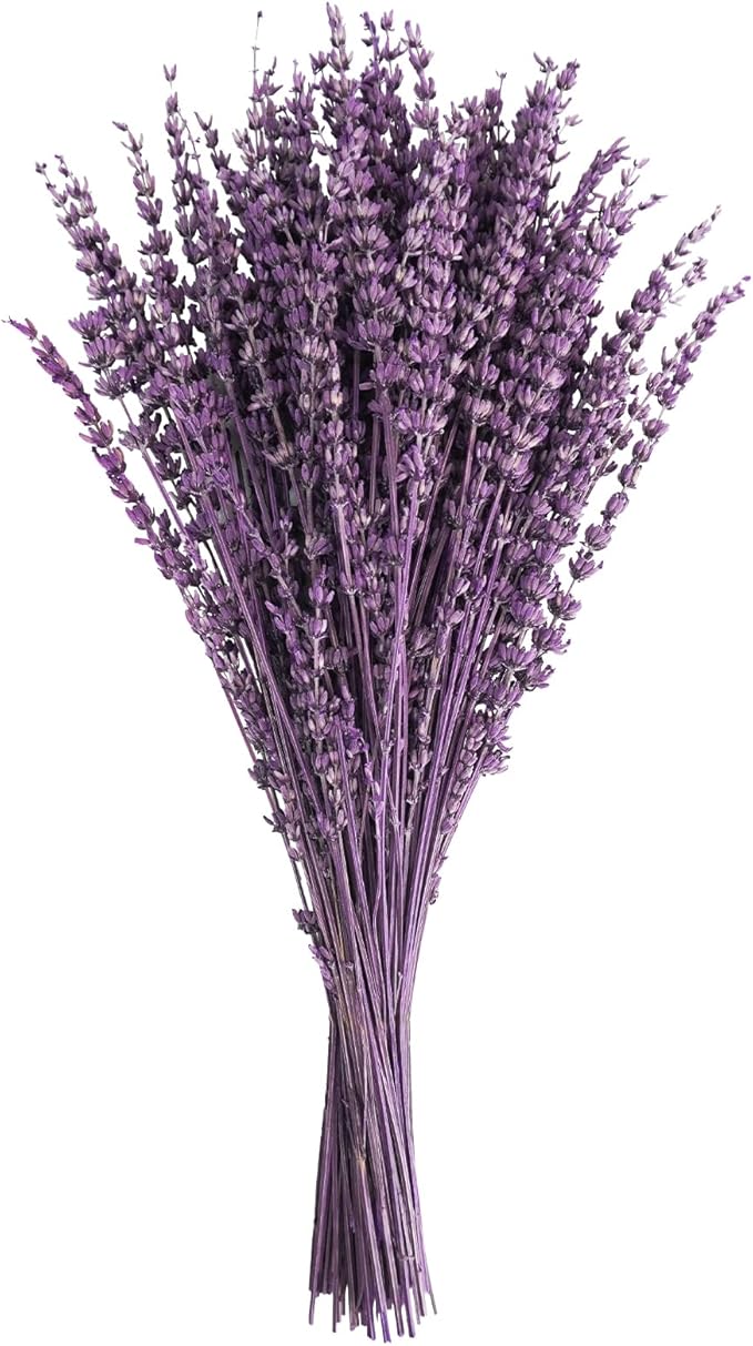 Uieke Dried Lavender Flowers Bundles, 16" Dried Purple Preserved Lavender Bouquet for Shower Weeding Home Fragrance Vase Crafts Decor, 50g (1.76oz)
