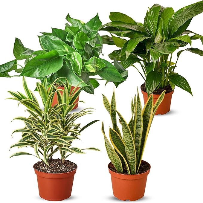 Air Purifying Live Plants for Indoor | Different Houseplants in Multiple Sizes | Real House Plant for Living Room, Office, Desk & Bathroom