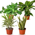 Air Purifying Live Plants for Indoor | Different Houseplants in Multiple Sizes | Real House Plant for Living Room, Office, Desk & Bathroom