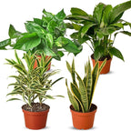 Air Purifying Live Plants for Indoor | Different Houseplants in Multiple Sizes | Real House Plant for Living Room, Office, Desk & Bathroom