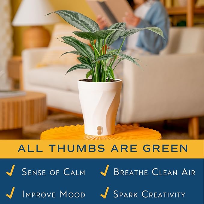 Costa Farms Silver Indukan Live Plant in Self Watering Pot, Indoor Houseplant, Perfect for Home, Room, or Office Decor, Great House Warming or Birthday Gift, 12-14 Inches Tall