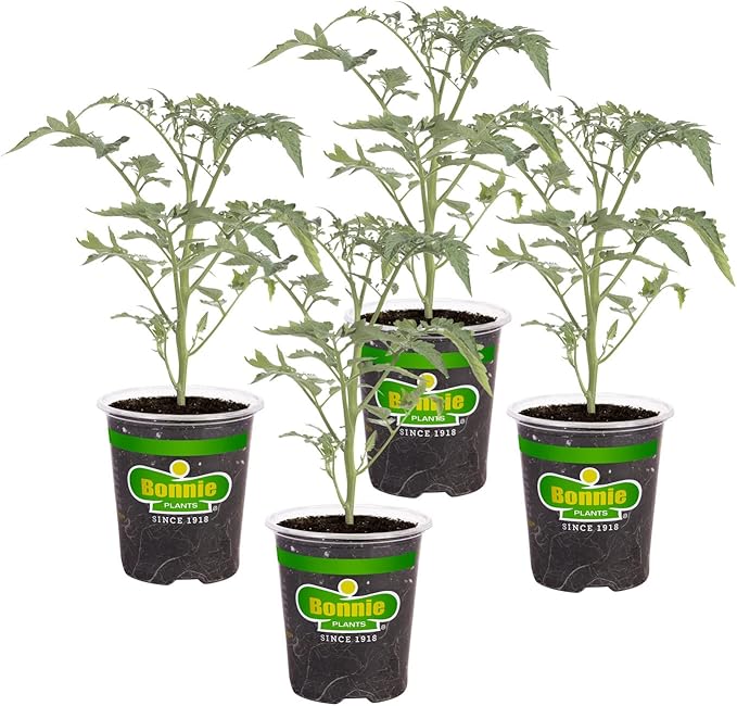 Bonnie Plants Black Cherry Tomato, 19.3 oz., 4-Pack, Live Plants