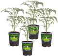 Bonnie Plants Black Cherry Tomato, 19.3 oz., 4-Pack, Live Plants