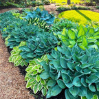 220+ Mixed Rare Hosta Seeds for Planting-Attract Pollinators Perennial Garden Decoration